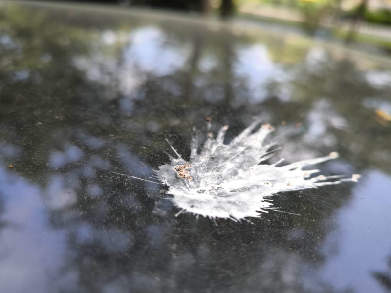 Bild vogelkot-lackschaden-vermeiden.jpg